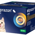 kitten-chew-48__48495