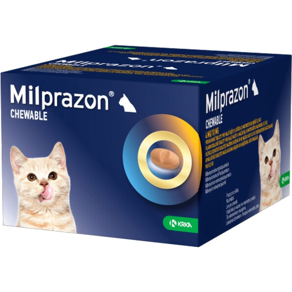 kitten-chew-48__48495